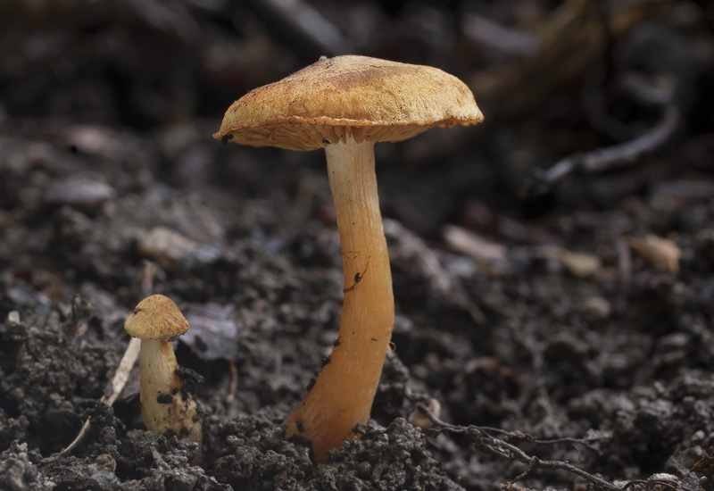 Gymnopilus flavus